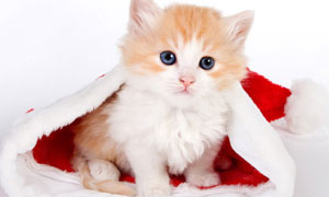 Chaton de Noël