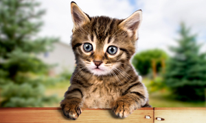 Le petit chat mignon