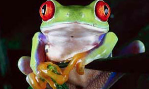 Grenouille