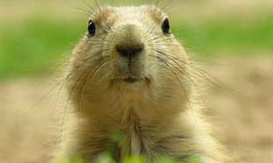 Une marmotte qui parle!