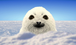 Le bébé phoque