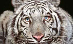 Tigre