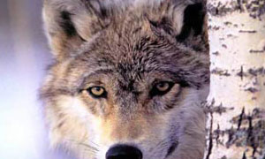 Loup