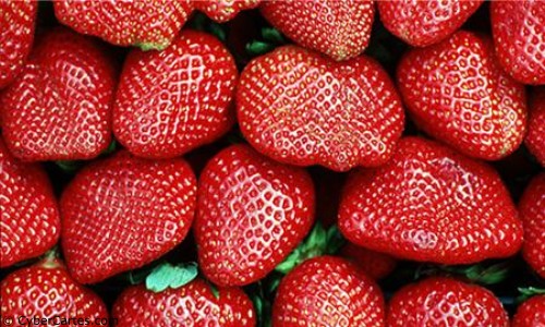 Aperçu de la carte : C'est la saison des fraises !