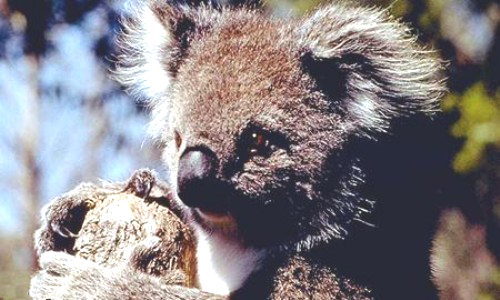 Aperçu de la carte : Koala