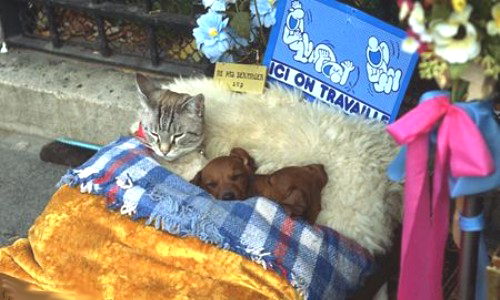 Chat & chien