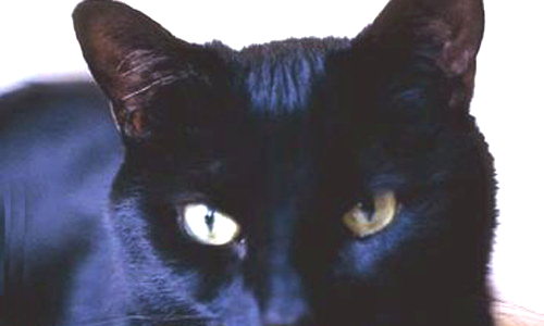 Aperçu de la carte : Chat noir