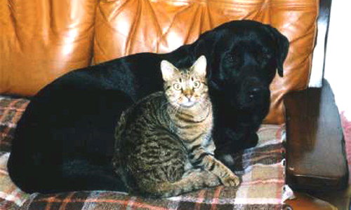 Aperçu de la carte : Labrador et chat