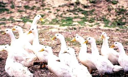 Canards blancs