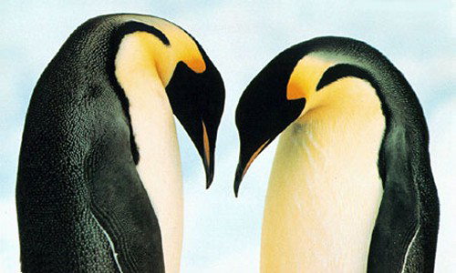 Aperçu de la carte : Pingouins