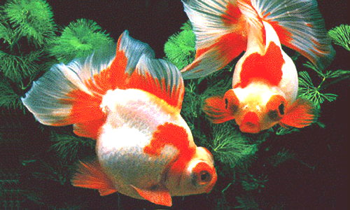 Poisson d'aquarium