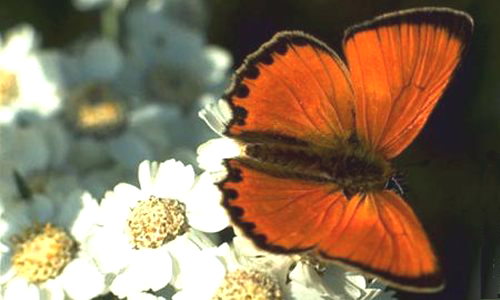 Aperçu de la carte : Papillon