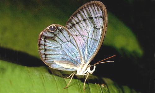 Aperçu de la carte : Papillon