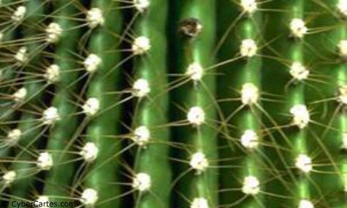 Aperçu de la carte : Cactus 