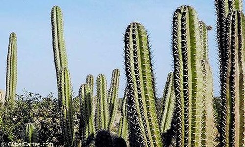 Désert de cactus