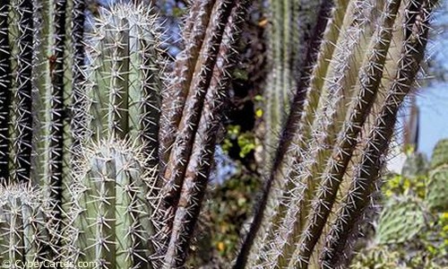 Aperçu de la carte : Cactus