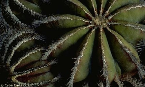 Aperçu de la carte : Coeur de cactus