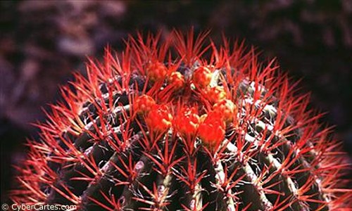 Aperçu de la carte : Cactus fleuri