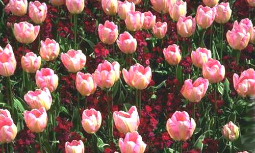 Aperçu de la carte : Tulipes