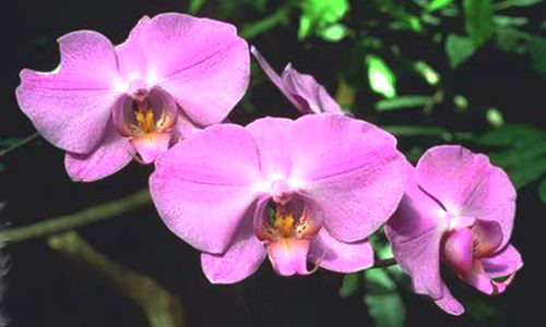 Aperçu de la carte : Orchidée
