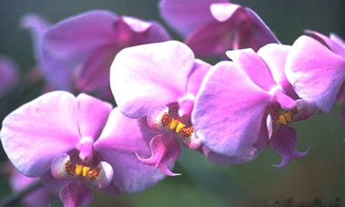 Orchidée parme