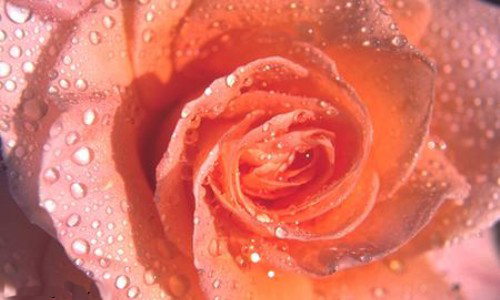 Aperçu de la carte : Rose rose