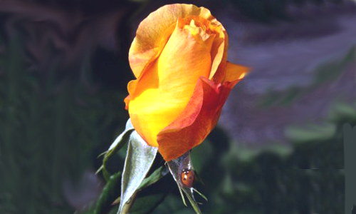 Aperçu de la carte : Rose orange