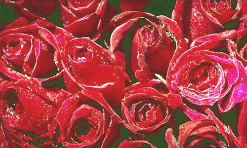 Aperçu de la carte : Bouquet de roses