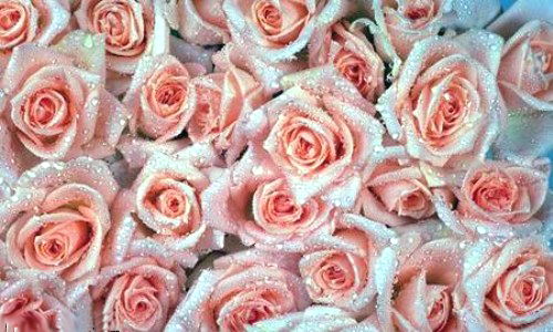 Aperçu de la carte : Bouquet de rose