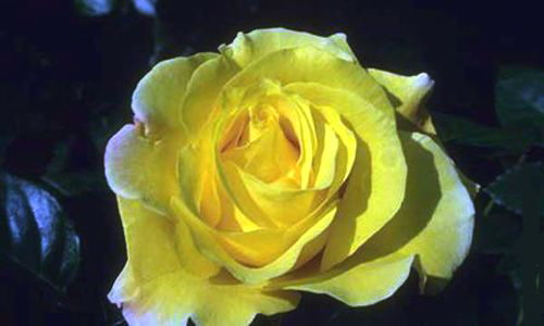 Aperçu de la carte : Rose jaune