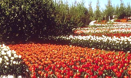 Aperçu de la carte : Culture de tulipes
