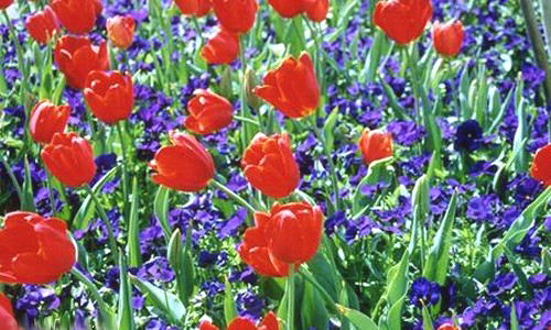 Aperçu de la carte : Tulipes et violettes