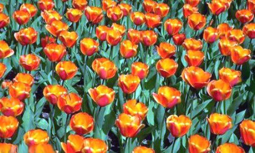 Aperçu de la carte : Tulipes