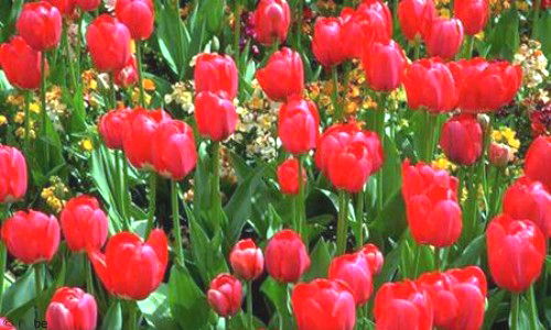 Aperçu de la carte : Tulipes rouges