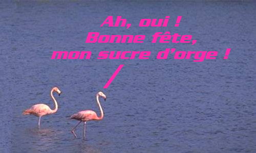 Mon canari rose !