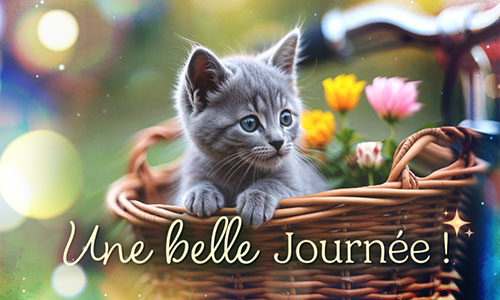 Première carte chat