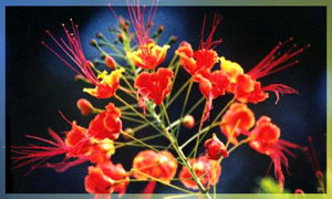 Cartes Orchidee Virtuelles Gratuites Cybercartes Com