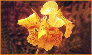 Cartes Orchidee Virtuelles Gratuites Cybercartes Com