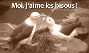 Cybercartes Cartes De Voeux Cartes Virtuelles Gratuites