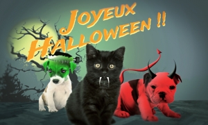 Cartes Halloween Virtuelles Gratuites