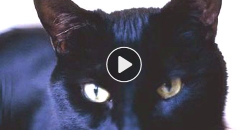 Carte Chat Noir Cybercartes Com