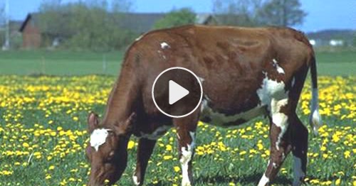 Carte Vache Cybercartes Com