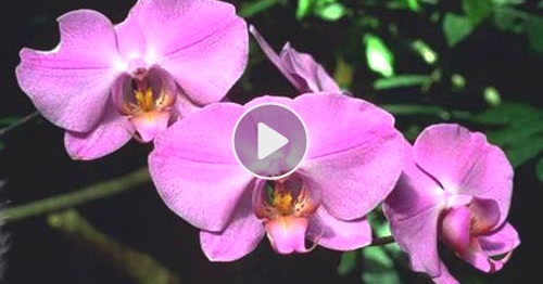 Carte Orchidee Cybercartes Com