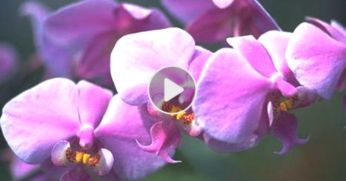 Cartes Orchidee Virtuelles Gratuites Cybercartes Com