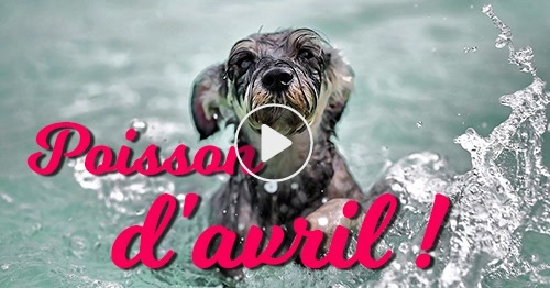 Cartes Poissons Virtuelles Gratuites Cybercartes Com